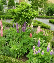 Fig.17, Lupines